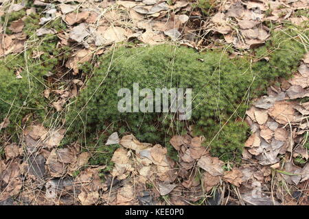 Moos polytrichum commune Stockfoto