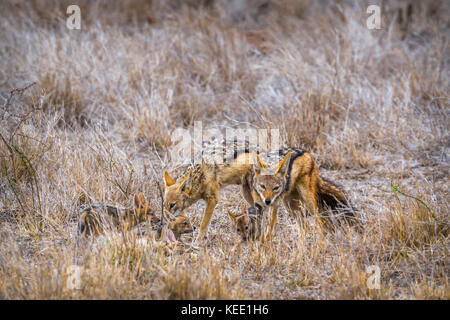 Black-backed Jackal im Krüger Nationalpark, Südafrika; Gattung Canis mesomelas Familie der canidae Stockfoto