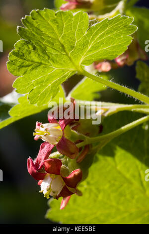 Nahaufnahme der blühenden Blume Ribes nidigrolaria jostabarry mit jostaberry verlassen. Selektive konzentrieren. geringe Tiefenschärfe. Vorderansicht. Stockfoto
