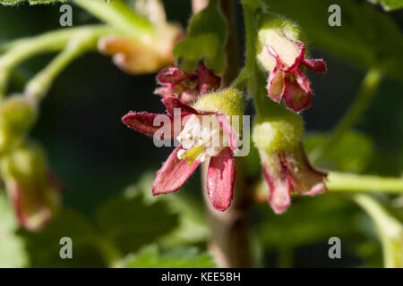 Nahaufnahme der blühenden Blume Ribes nidigrolaria jostabarry. Selektive konzentrieren. geringe Tiefenschärfe. Vorderansicht. Stockfoto
