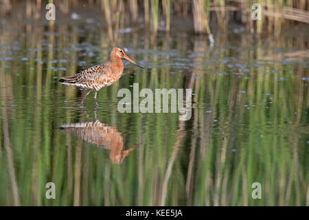 Uferschnepfe Limosa limosa Ausgehend von Zucht Gefieder TItchwell RSPB Reservat August zu mausern Stockfoto