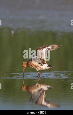 Uferschnepfe Limosa limosa Ausgehend von Zucht Gefieder TItchwell RSPB Reservat August zu mausern Stockfoto