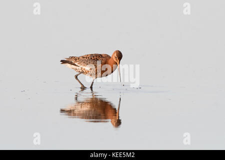 Uferschnepfe Limosa limosa Ausgehend von Zucht Gefieder TItchwell RSPB Reservat August zu mausern Stockfoto