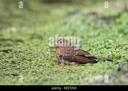 Europäische Robin Erithacus rubecula Jugendlicher vor kurzem Norfolk August flügge Stockfoto