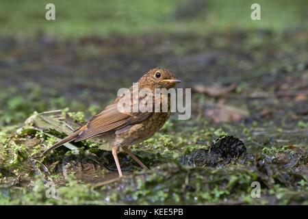 Europäische Robin Erithacus rubecula Jugendlicher vor kurzem Norfolk August flügge Stockfoto