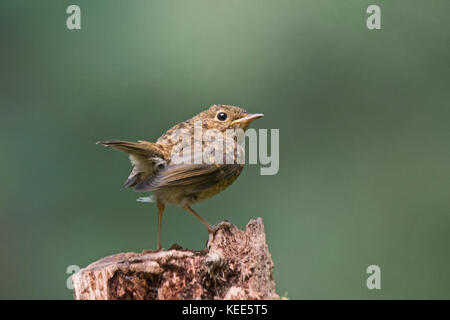 Europäische Robin Erithacus rubecula Jugendlicher vor kurzem Norfolk August flügge Stockfoto