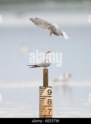 Common Tern Sterna hirundo Titchwell RSPB Reservat August Stockfoto