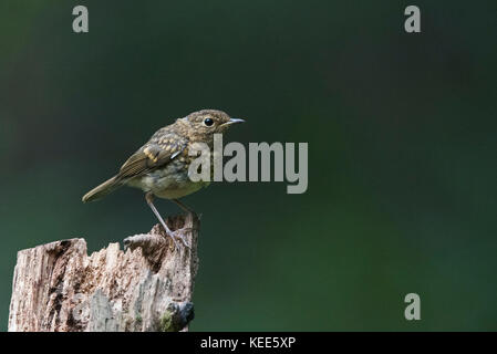 Europäische Robin Erithacus rubecula Jugendlicher vor kurzem Norfolk August flügge Stockfoto