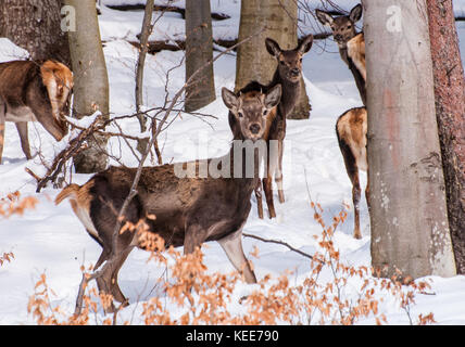 Red Deer (Cervus elaphus), Herde der Hirsche und Hirsche im Winter, Polen, Europa Stockfoto