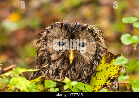 Portrait einer verschlafenen Eule. Der waldkauz oder braune Eule (Strix aluco) ist ein stämmig, mittlere Eule häufig in Wäldern über viel von Eurasien gefunden. Stockfoto