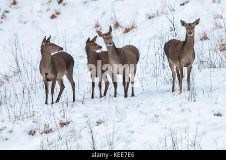 Red Deer (Cervus elaphus), Herde der Hirsche im Winter, Polen, Europa Stockfoto