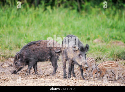 Wildschwein Familie auf dem Green Glade Stockfoto