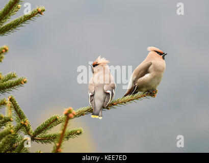 Paar kleine Vögel. Bohemian waxwing (Bombycilla garrulus) - starling - große Säugetierart, die Rassen in den nördlichen Wäldern von Eurasien und Amerika. Stockfoto