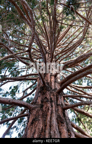 Auf der Suche nach oben in die Krone eines gigantischen Sequoia Baum, Queenstown Gardens, Neuseeland Stockfoto