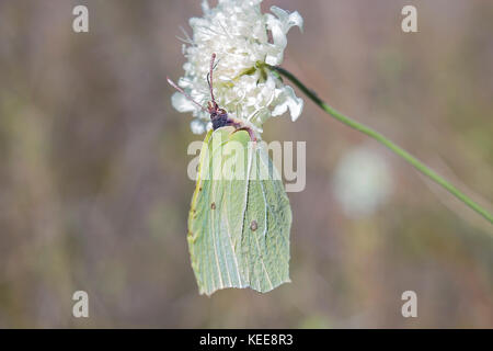 Gonepteryx rhamni sitzen auf weiße Blume. Schmetterling gemeinsame Schwefel grüne Farbe ist Schmetterling von pieridae Familie Fütterung auf weiße Blume, Seitenansicht Stockfoto