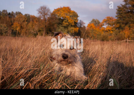 Ein niedliches Mongrel im Herbst Porträt / einen niedlichen kleinen Hund auf ein Herbst Hintergrund Stockfoto