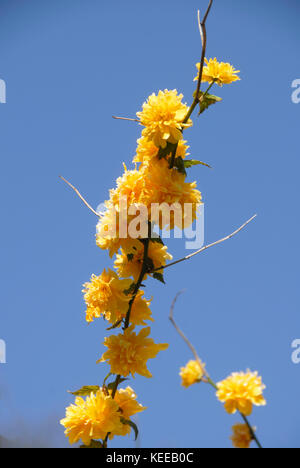 Kerria japonica gegen wolkenlosen blauen Himmel Stockfoto