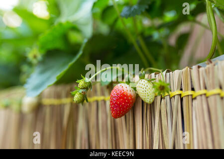 Reife und Unreife Erdbeeren auf der Farm im Norden von Thailand Stockfoto