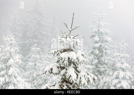 Schöne Winterlandschaft mit Schnee bedeckten Bäumen Stockfoto