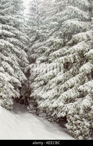 Verzauberten Wald Eingang mit Schnee bedeckten Bäumen Stockfoto