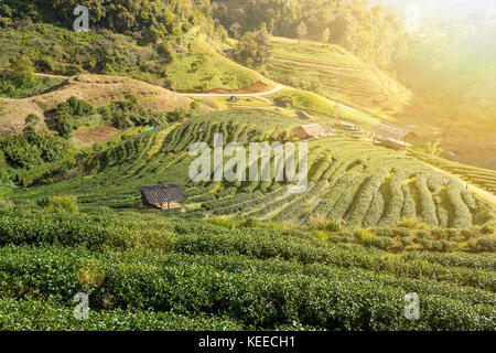 Querformat Tee Plantage im Tal bei Doi Angkhang, Chiangmai Nordthailand. Mit lens flare und leichte Undichtigkeit Stockfoto