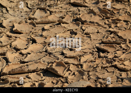 Nahaufnahme der getrocknete Schlamm pool anzeigen Rissige Erde und Peeling Fango bei Dürre in Portugal aufgrund der globalen Erwärmung vielleicht? Stockfoto