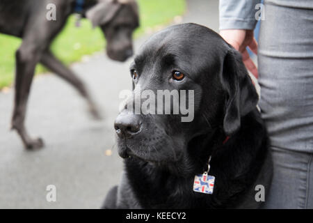 Grau Dogge, Schwarz lab, Bull Terrier im Park Stockfoto