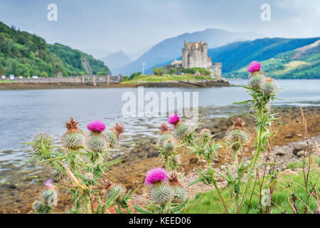 Schottische Disteln, die nationale Blume und nationales Symbol von Schottland mit dem unscharf Eilean Donan Castle. Stockfoto