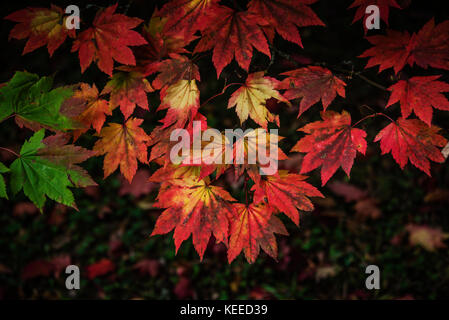 Westonbirt Arboretum Gloucestershire. Stockfoto