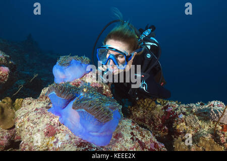 Sporttaucher, die auf Maldive anemonefish (Amphiprion nigripes) schauen, schwimmen in der Nähe von rosafarbenen Anemonen Stockfoto