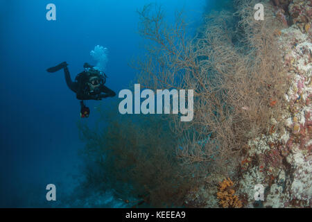 Weibliche Scuba diver Blick auf schwarze Korallen (Antipatharia) Stockfoto