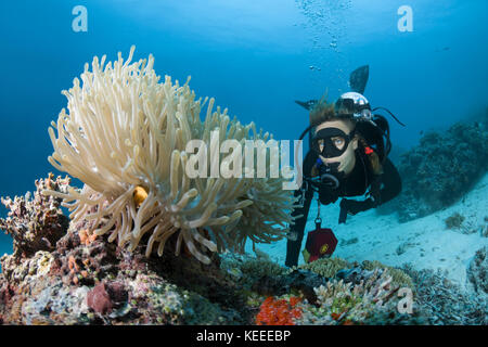 Weibliche Scuba diver Suchen auf Anemone Stockfoto