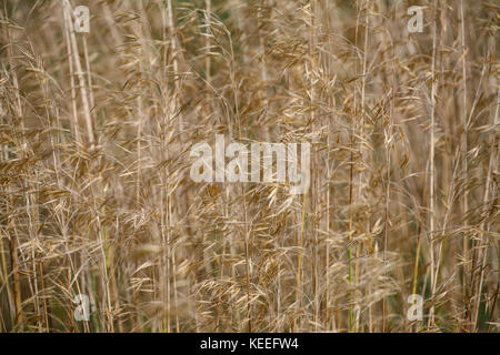 Stipa gigantea - seedheads, Nahaufnahme Stockfoto