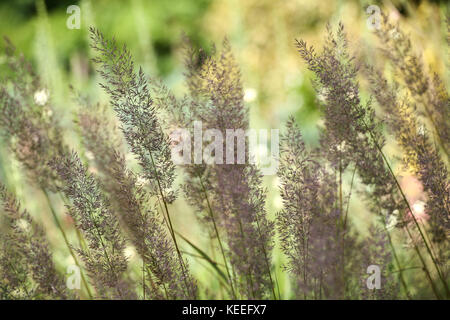 Calamagrostis brachytricha in Blume, Spätsommer/Herbst Stockfoto