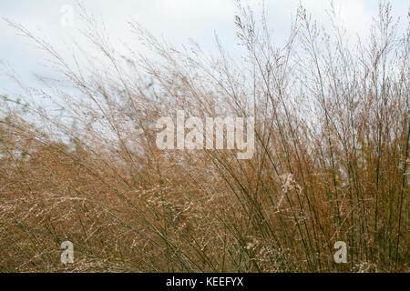 Molinia caerulea subsp. Arundinacea 'transparent' (purpurnes Moorgras) blühendes Ziergras Stockfoto