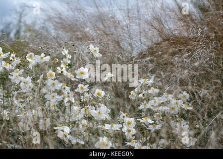 Anemone 'Honorine Jobert'/Weiß japanische Anemone unter Gräser Stockfoto