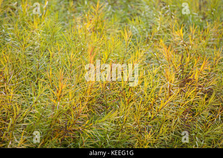 Amsonia hubrichtii's/hubricht Blue Star - Farbe gelb Laub im Herbst Stockfoto