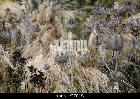 Eryngium Samen Kopf Strukturen unter den Gräsern, form Holding durch Herbst und Winter Stockfoto