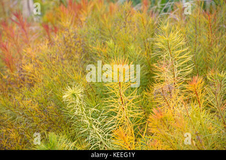 Amsonia hubrichtii's/hubricht Blue Star - Farbe gelb Laub im Herbst Stockfoto