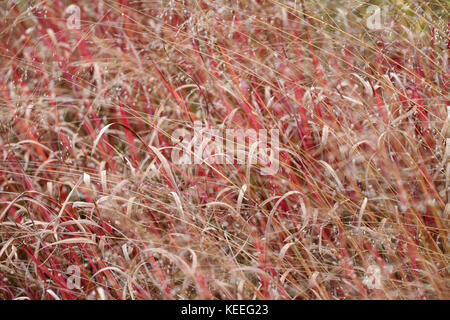 Die Salvia officinalis henandoah' im Herbst Stockfoto