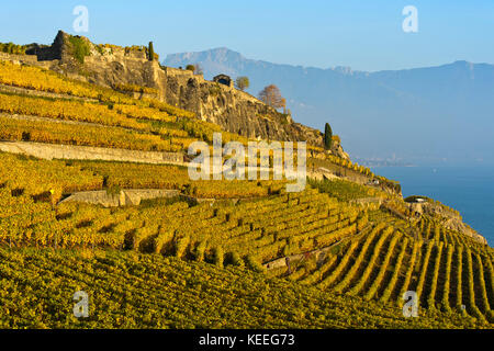 Weinberge in steilem Terrassenanbau oberhalb des Genfersees im Weinanbaugebiet Lavaux, Rivaz, Waadt, Schweiz Stockfoto