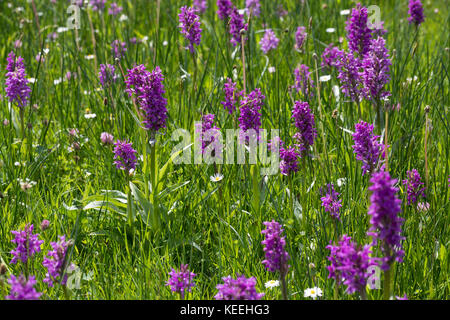 Breitblättriges Knabenkraut, Breitblätteriges Knabenkraut, Breitblättrige Fingerwurz, Orchideenwiese, Dactylorhiza majalis, westliche Sumpforchidee, Broa Stockfoto