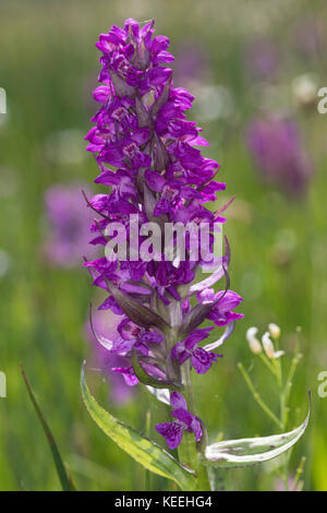 Breitblättriges Knabenkraut, Breitblätteriges Knabenkraut, Breitblättrige Fingerwurz, Orchideenwiese, Dactylorhiza majalis, westliche Sumpforchidee, Broa Stockfoto