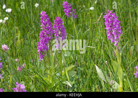 Breitblättriges Knabenkraut, Breitblätteriges Knabenkraut, Breitblättrige Fingerwurz, Orchideenwiese, Dactylorhiza majalis, westliche Sumpforchidee, Broa Stockfoto