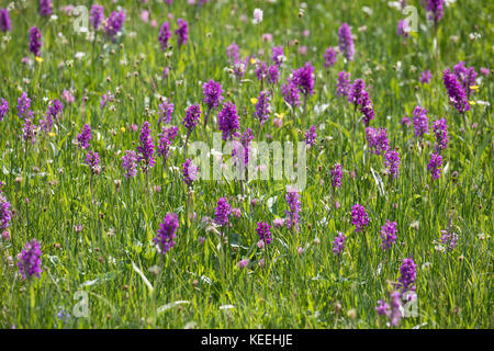 Breitblättriges Knabenkraut, Breitblätteriges Knabenkraut, Breitblättrige Fingerwurz, Orchideenwiese, Dactylorhiza majalis, westliche Sumpforchidee, Broa Stockfoto