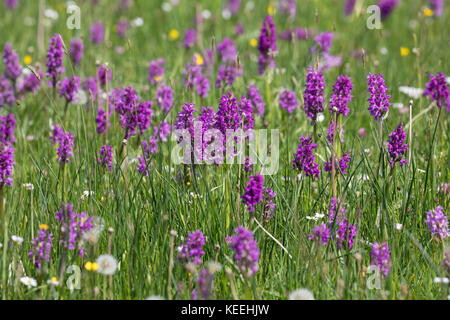 Breitblättriges Knabenkraut, Breitblätteriges Knabenkraut, Breitblättrige Fingerwurz, Orchideenwiese, Dactylorhiza majalis, westliche Sumpforchidee, Broa Stockfoto