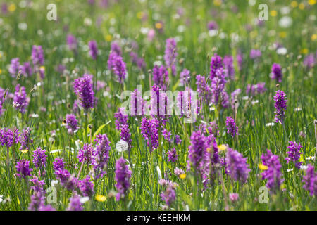 Breitblättriges Knabenkraut, Breitblätteriges Knabenkraut, Breitblättrige Fingerwurz, Orchideenwiese, Dactylorhiza majalis, westliche Sumpforchidee, Broa Stockfoto