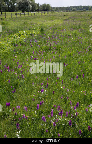 Breitblättriges Knabenkraut, Breitblätteriges Knabenkraut, Breitblättrige Fingerwurz, Orchideenwiese, Dactylorhiza majalis, westliche Sumpforchidee, Broa Stockfoto