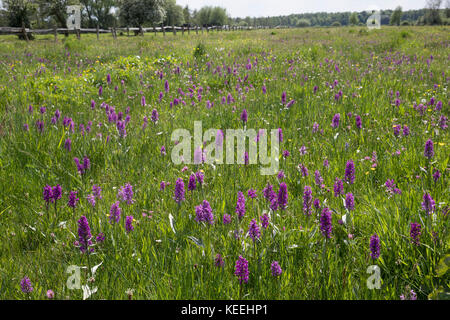 Breitblättriges Knabenkraut, Breitblätteriges Knabenkraut, Breitblättrige Fingerwurz, Orchideenwiese, Dactylorhiza majalis, westliche Sumpforchidee, Broa Stockfoto