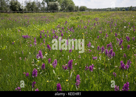 Breitblättriges Knabenkraut, Breitblätteriges Knabenkraut, Breitblättrige Fingerwurz, Orchideenwiese, Dactylorhiza majalis, westliche Sumpforchidee, Broa Stockfoto